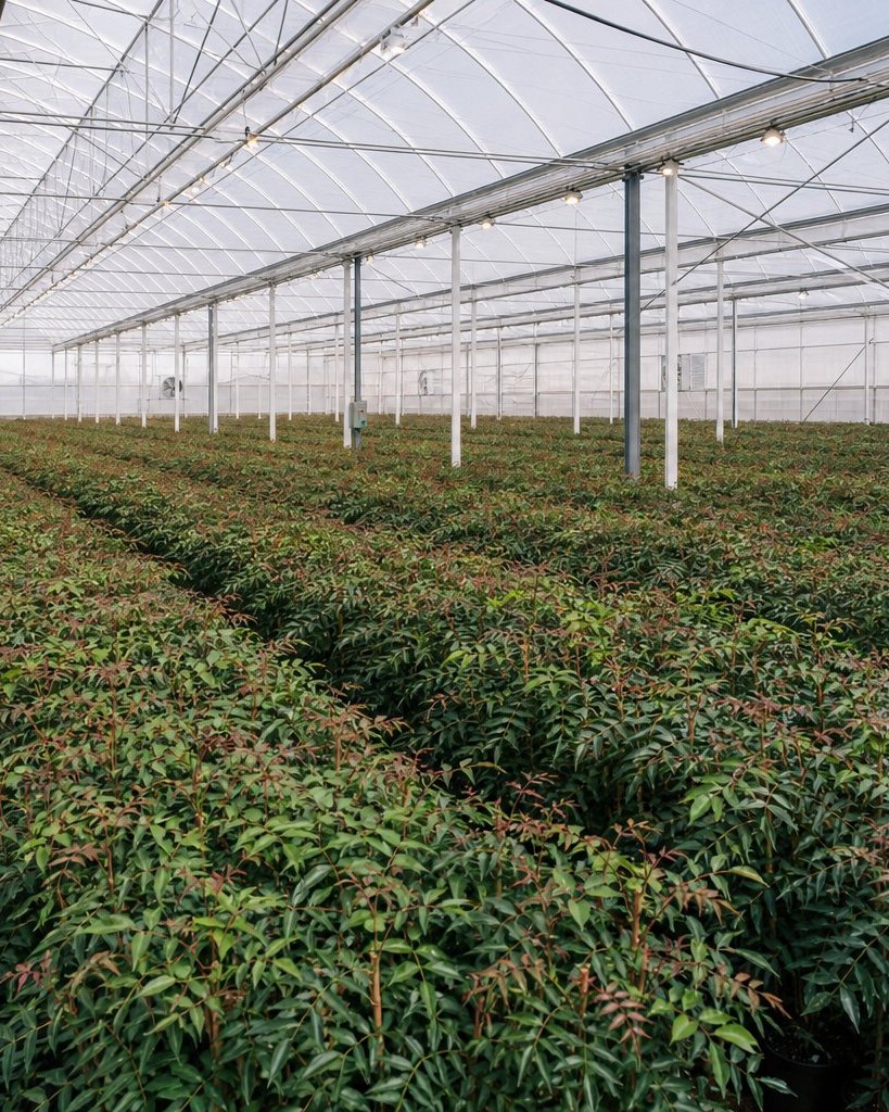 Plantín UCB-1 en vivero VSN