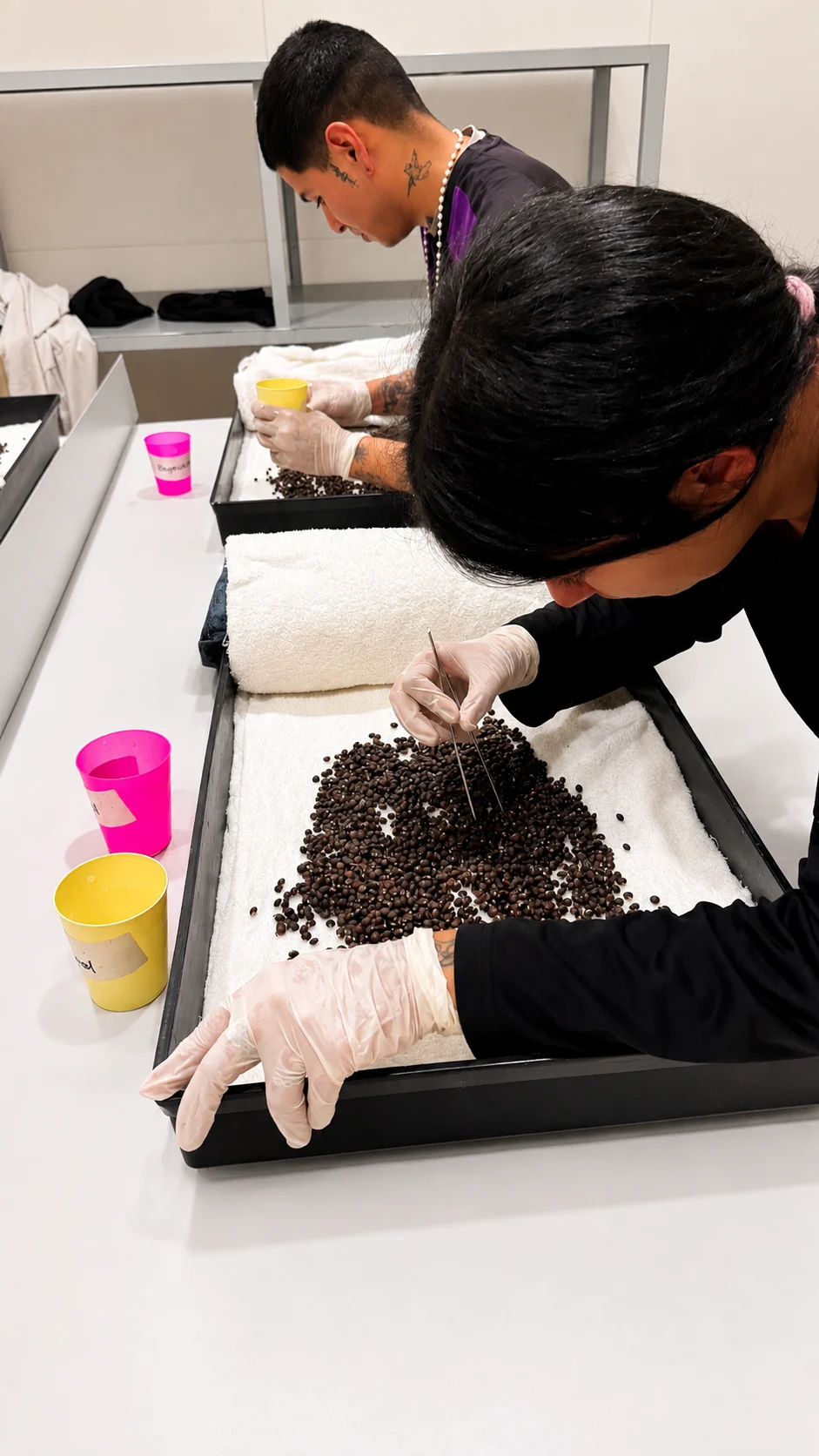 Personal de VSN Pistachos revisando y clasificando semilla UCB-1 con pinza sobre bandejas de germinación.