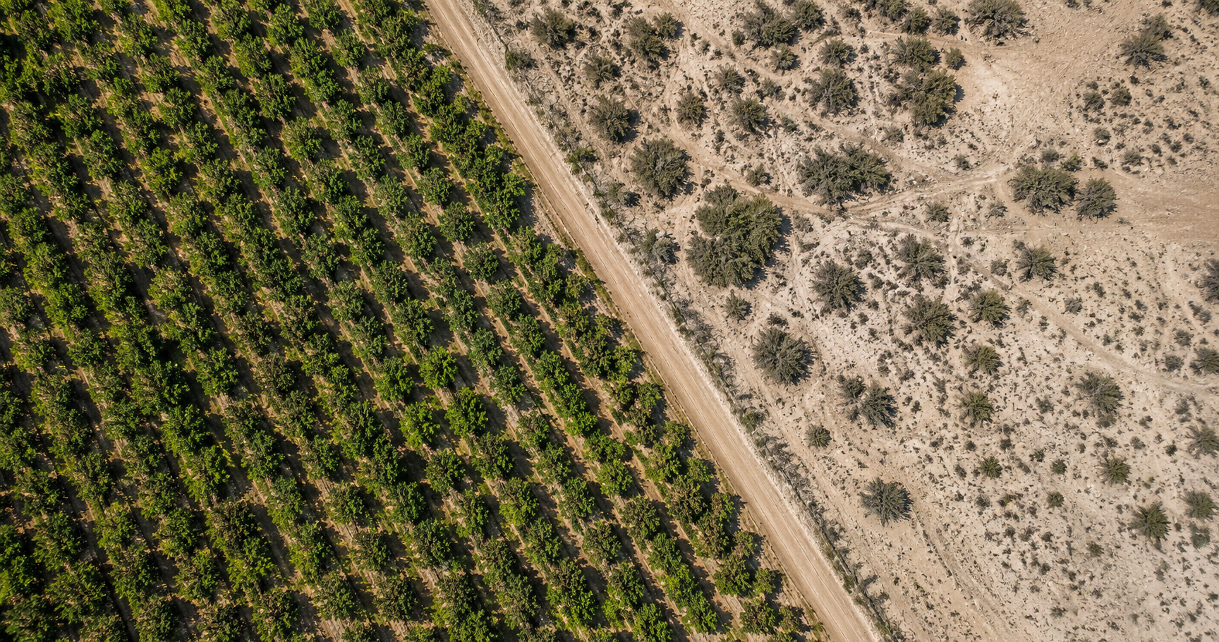 Vista aérea de plantación pistachera en plena producción junto a campo virgen en zona árida de Mendoza