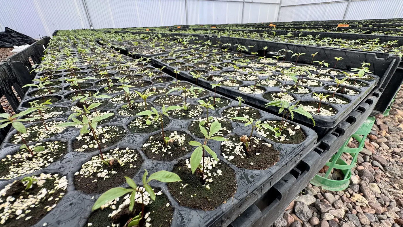 Bandejas de germinación de portainjertos UCB-1 en el vivero de VSN Pistachos, Mendoza.