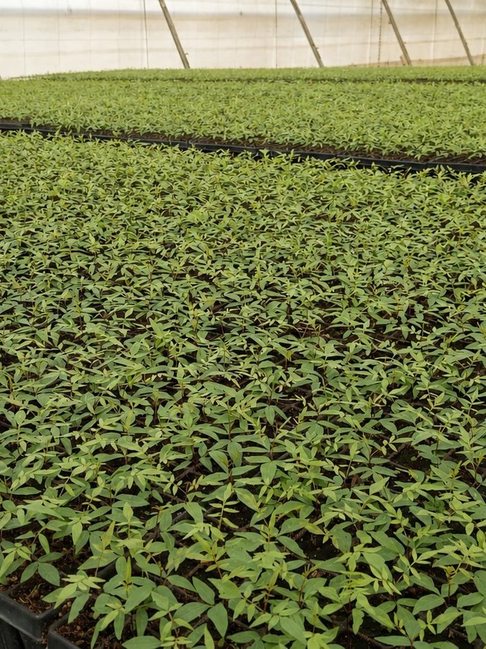 Hileras de plantines UCB-1 en vivero VSN