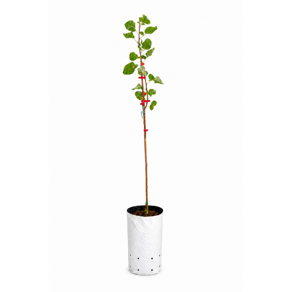UCB-1 Injertada Premium - planta injertada en vivero