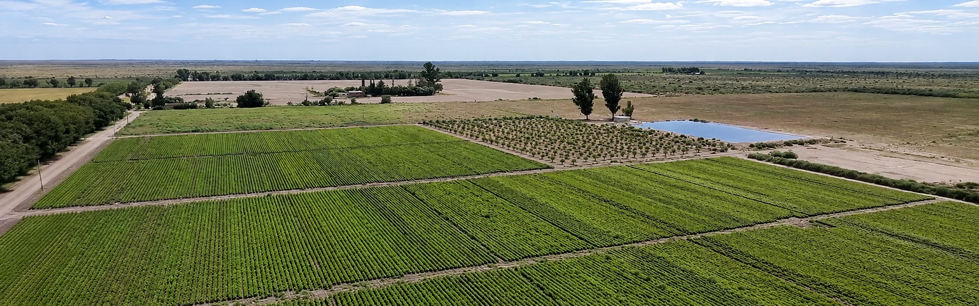 Vista de Finca Zapata, proyecto pistachero de VSN Pistachos en Mendoza
