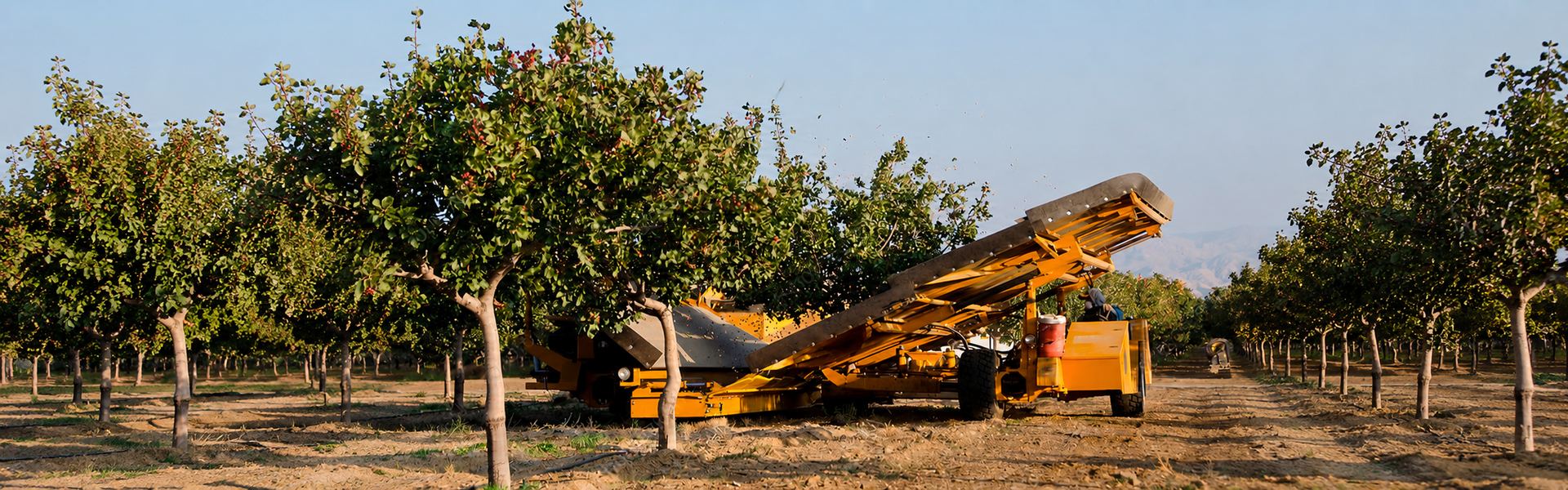 Vista de finca pistachera en desarrollo - VSN Pistachos