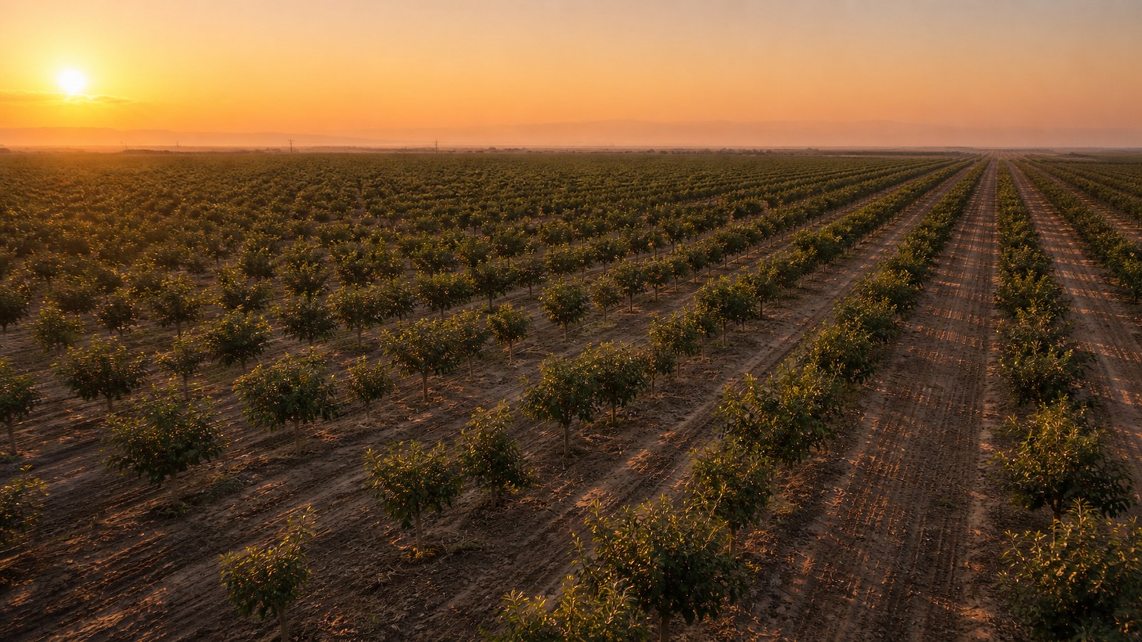 Vista aérea de finca pistachera al atardecer